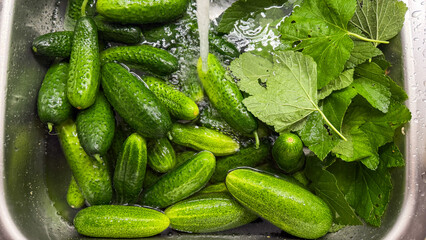 Washing verdant cucumbers gleam under fresh water, evoking midsummer pickling rituals and...