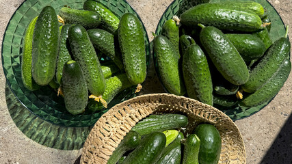Freshly harvested cucumbers in rustic baskets evoke a verdant summer solstice, ripe with homegrown...