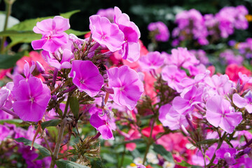 Fototapeta premium Pink flowers. Phlox paniculata. Blooming phlox surrounded by other colorful flower bushes. Pink phlox flower close up for background, post, screensaver, wallpaper, postcard, banner, cover, website