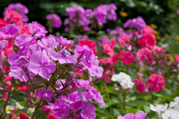 Pink flowers. Phlox paniculata. Blooming phlox surrounded by other colorful flower bushes. Pink phlox flower close up for background, post, screensaver, wallpaper, postcard, banner, cover, website