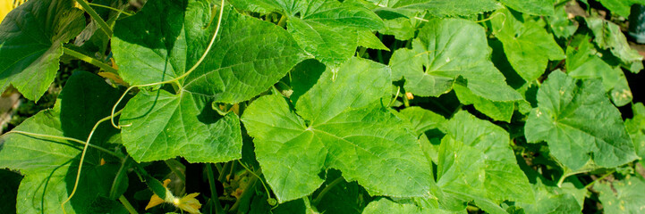 Verdant cucumber leaves bask under the summer solstice sun, invoking garden magic and the whimsical Festivus festival