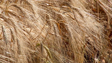 Golden barley waves in breezy autumnal dance, celebrating harvest moons and ancient Lammas with whispered rustic abundance