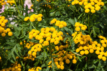 Small yellow wildflowers in summer day. Yellow buds of tansy flower. Yellow tansy flower close up for background, post, screensaver, wallpaper, postcard, banner, cover, website