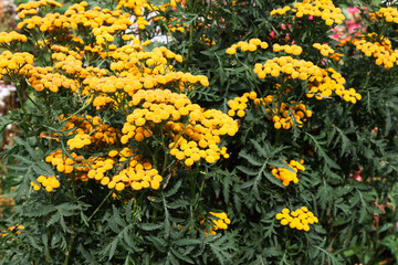 Small yellow wildflowers in summer day. Yellow buds of tansy flower. Yellow tansy flower close up for background, post, screensaver, wallpaper, postcard, banner, cover, website