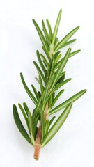 Obraz premium Fresh rosemary sprig (1)
