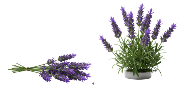 Vibrant purple lavender sprigs, sharply focused, on a transparent seamless studio surface with soft shadows and bokeh, symbolizing natural purity and serenity