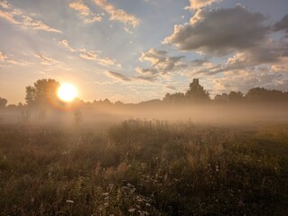 Golden morning mist harmoniously embracing wildflowers at sunrise.