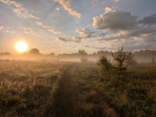 Golden morning mist harmoniously embracing wildflowers at sunrise.