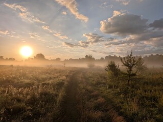 Golden morning mist harmoniously embracing wildflowers at sunrise.