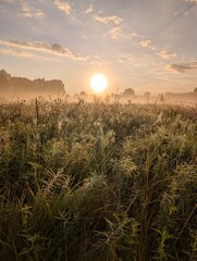 Golden morning mist harmoniously embracing wildflowers at sunrise.