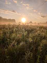Golden morning mist harmoniously embracing wildflowers at sunrise.