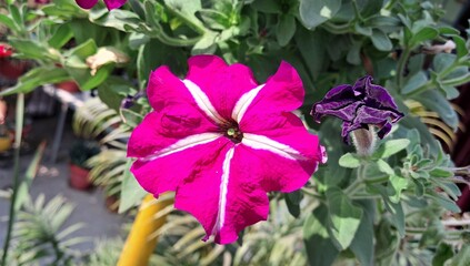Pink White Petunia Flower Blooming on Green Leaves Background