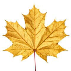 Fototapeta premium Golden maple leaf with vibrant autumn colors, isolated on a white background, capturing the beauty of the fall season