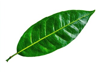 Obraz premium Close-up of a vibrant green leaf (4)