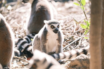 Ring-Tailed Lemur Resting on Tree Branch with Lemur in Background