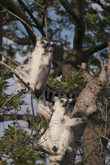 Two Ring-Tailed Lemurs Sunbathing on Tree Branch