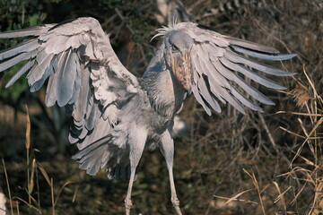 Shoebill Stork Spreading Wings in Natural Habitat