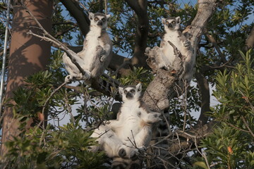 Three Ring-Tailed Lemurs Sunbathing in Tree Canopy