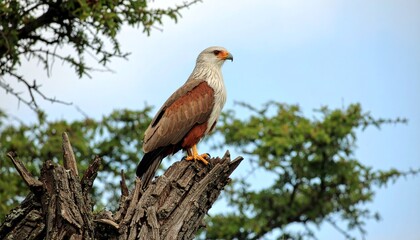 Majestic Eagle Resting High on a Forest Tree