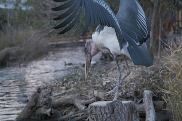 African Marabou Stork Landing on Tree Stump