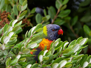 Rainbow Lorikeet (Trichoglossus moluccanus) hiding perched  in a New Zealand Christmas tree...