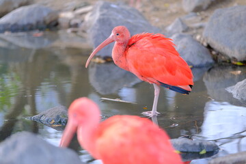 Two Scarlet Ibises Resting by the Water