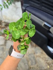 Hand holding four-leaf clovers