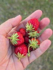 Handful of Fresh Ripe Strawberries