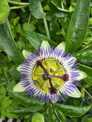 Vibrant Passion Flower Close-up