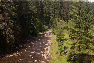 Mountain Creek in Forest