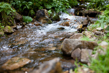 Mountain Creek in Forest