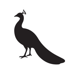 Peacock silhouette white background