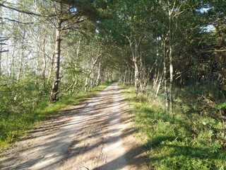 Waldweg, Sonnenlicht, Natur
