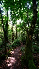 Lush forest path (2)
