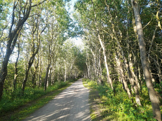 Waldweg, Sonnenlicht, Natur