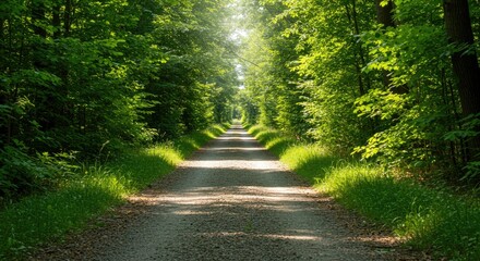Obraz premium Sunlit Forest Path