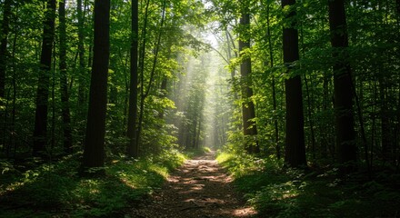 Obraz premium Sunlit Forest Path (2)