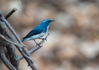 Ultramarine flycatcher bird perched on a branch in the forest. Close up, selective focus. 