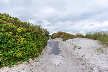 Der Dünenweg auf Hiddensee im Sommer