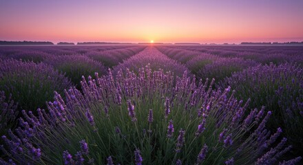 Fototapeta premium Sunrise over Lavender Fields