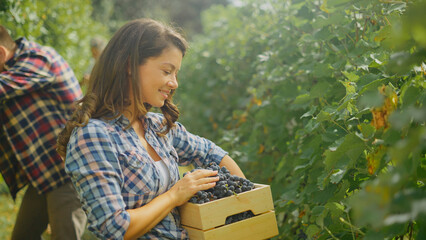 Female farmer harvesting red grapes in vineyard during sunny day

