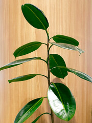 Lush Green Indoor Plant with Glossy Leaves Against Wooden Background