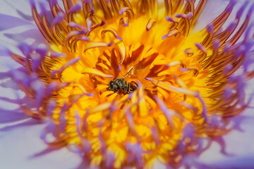 Macro image of bee sucking the nectar and pollen in purple water lily