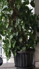 decorative flowers or trees in pots