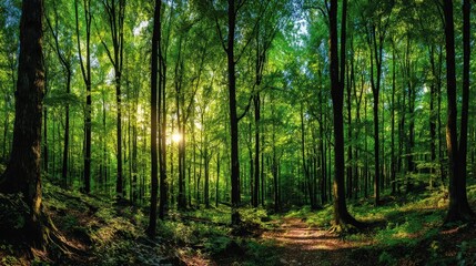 Sunlit Forest Path With Lush Green Trees