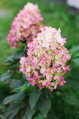 Panicle Hydrangea Hercules in a Summer Garden