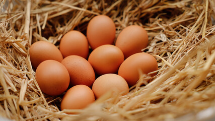 Nest filled with freshly laid brown eggs resting on straw in a farm setting during daylight hours