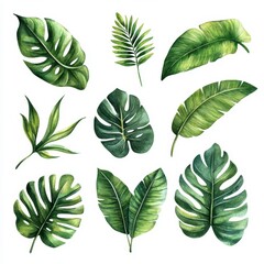 Fototapeta premium Vibrant Green Tropical Leaves Collection on White Background