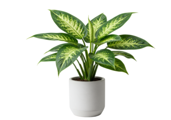 Healthy dieffenbachia plant with glossy variegated leaves in a sleek matte white minimalist pot on a transparent studio background with negative space, modern biophilic design and corporate wellness