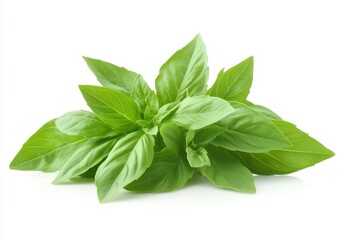 Fresh Green Basil Leaves Displayed on a White Background